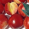 Nectarines